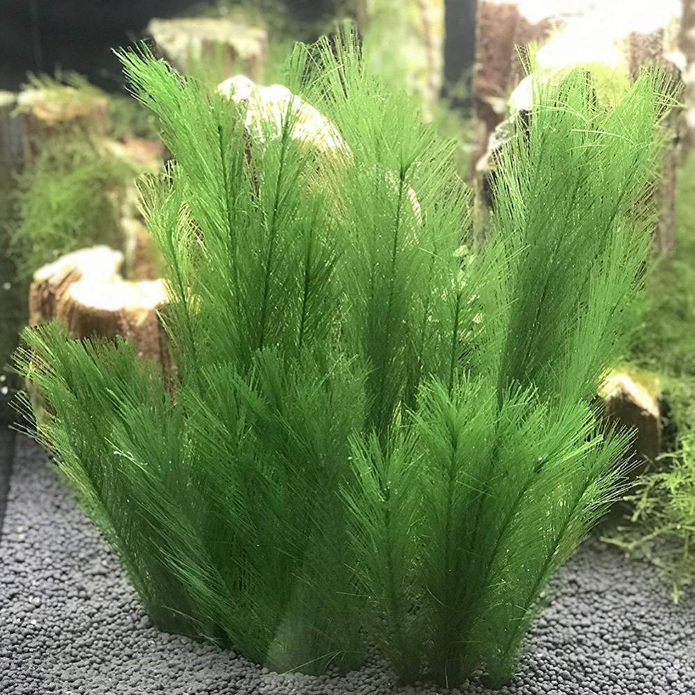 Live Plant Aquarium - 1/3 Uds 28/40cm acuario pecera hierba