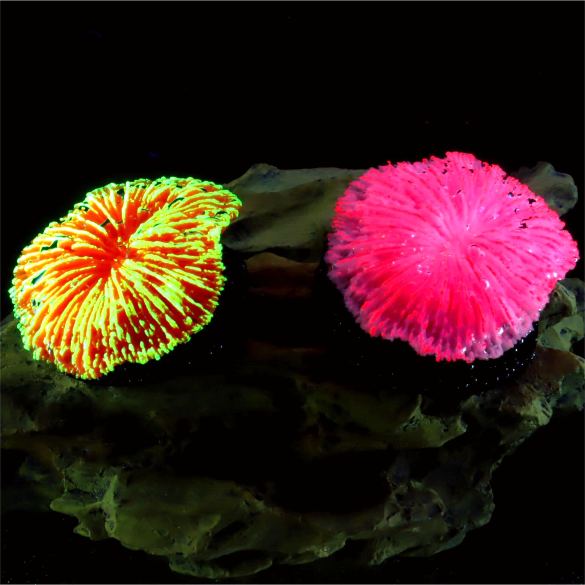 Aquarium Plants Live - 1 pieza de decoración para acuarios,