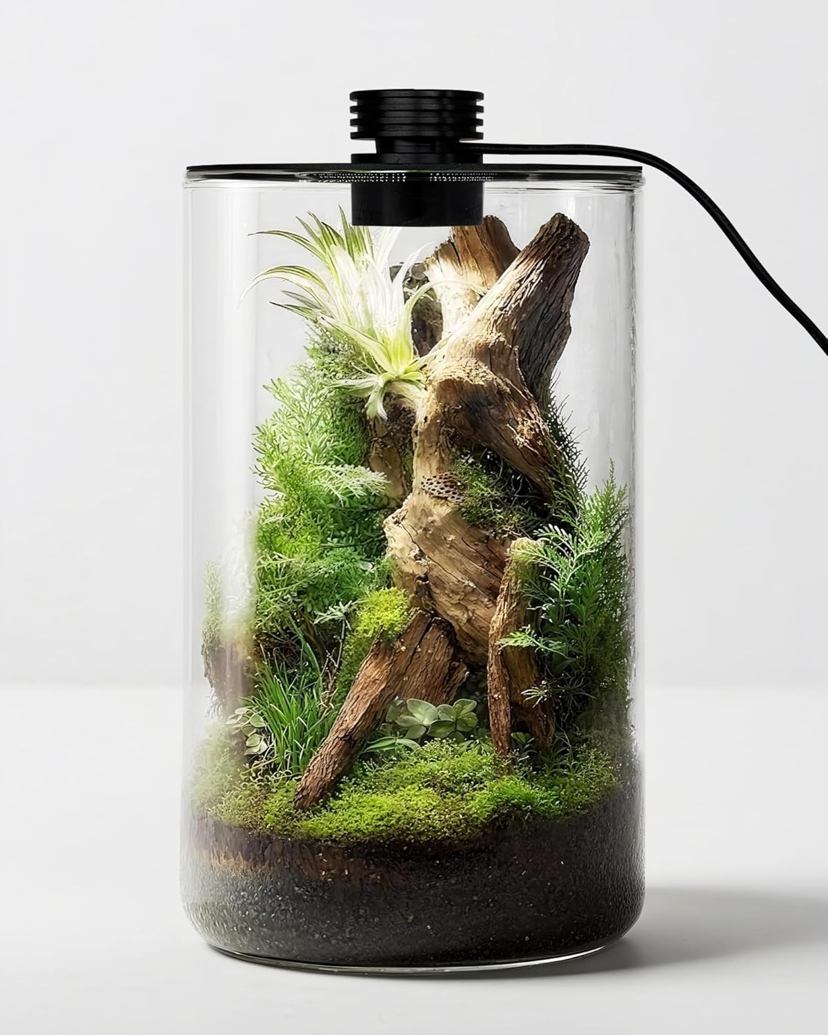Planted Tank - Terrario de Vidrio para Interiores con