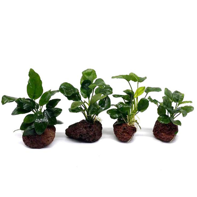 Decoración de acuario volcánic - Live Plant Aquarium reseña y precio