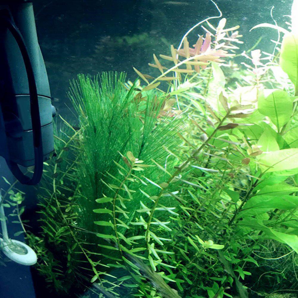 1/3 Uds 28/40cm acuario pecera - Live Plant Aquarium reseña y precio