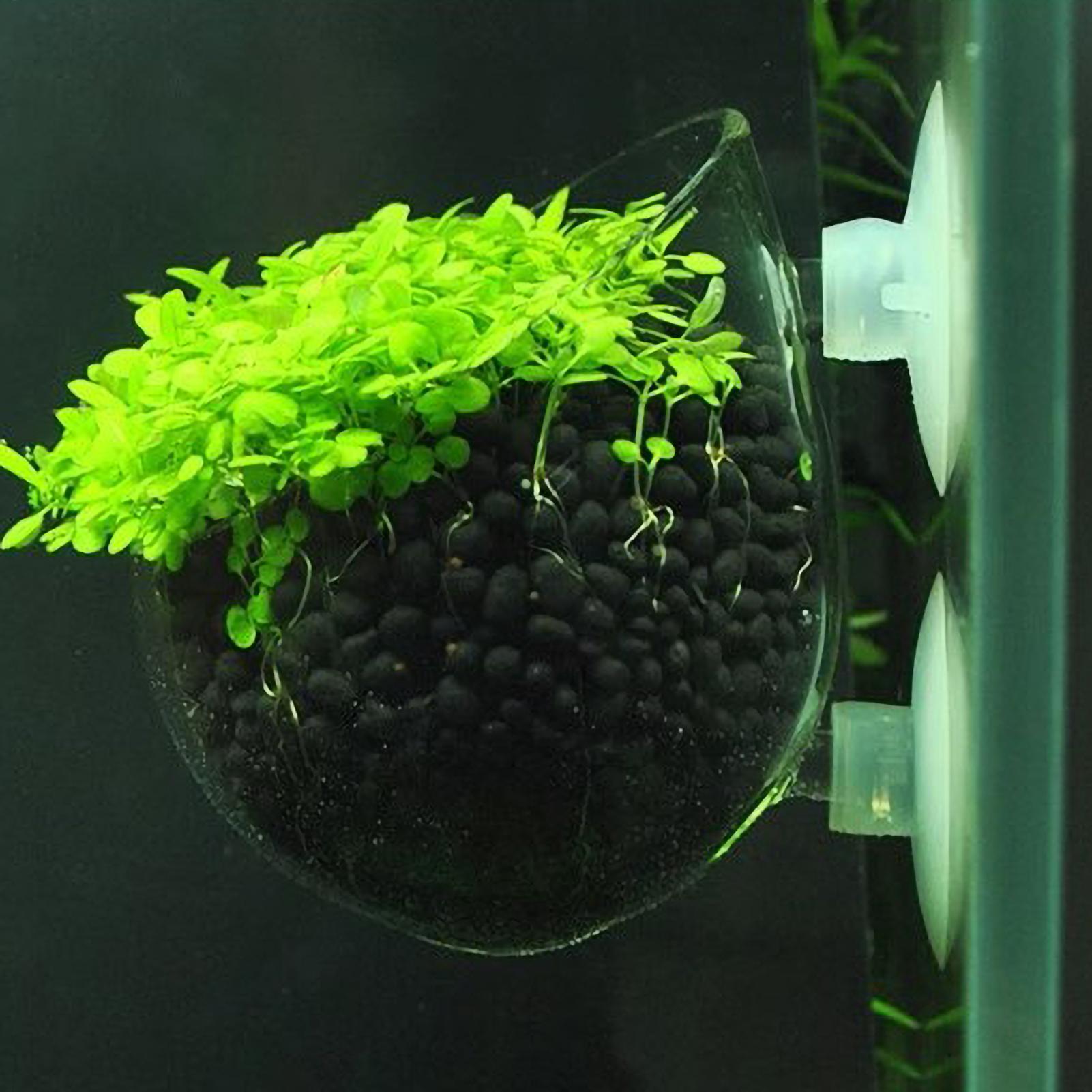 Soporte para Plantas de Acuari - Aquarium Plants Live reseña y precio