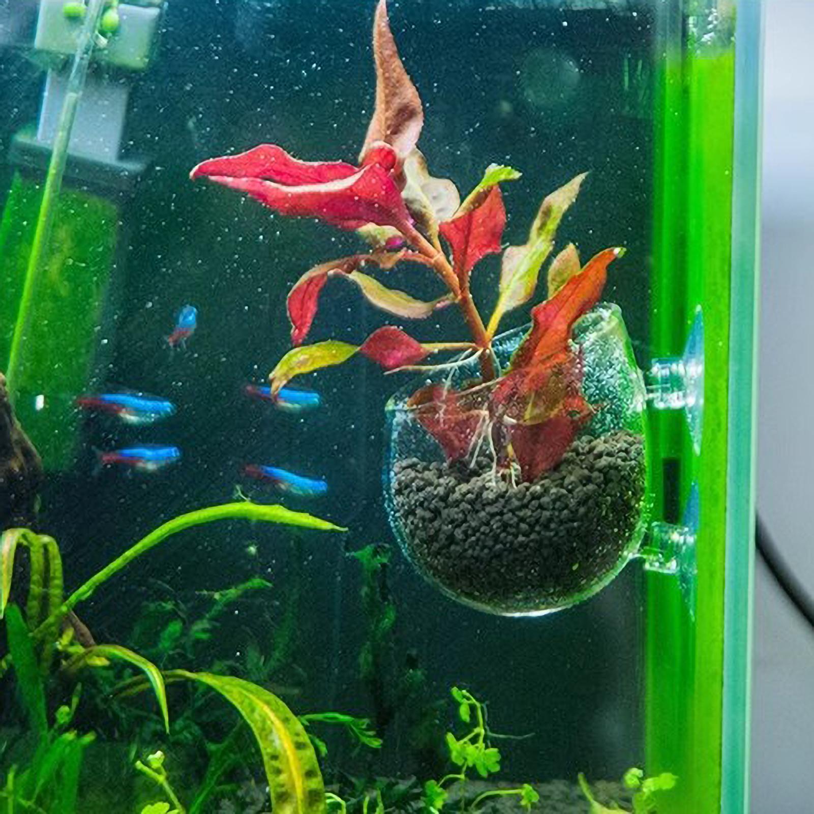 Soporte para Plantas de Acuari - Aquarium Plants Live reseña y precio