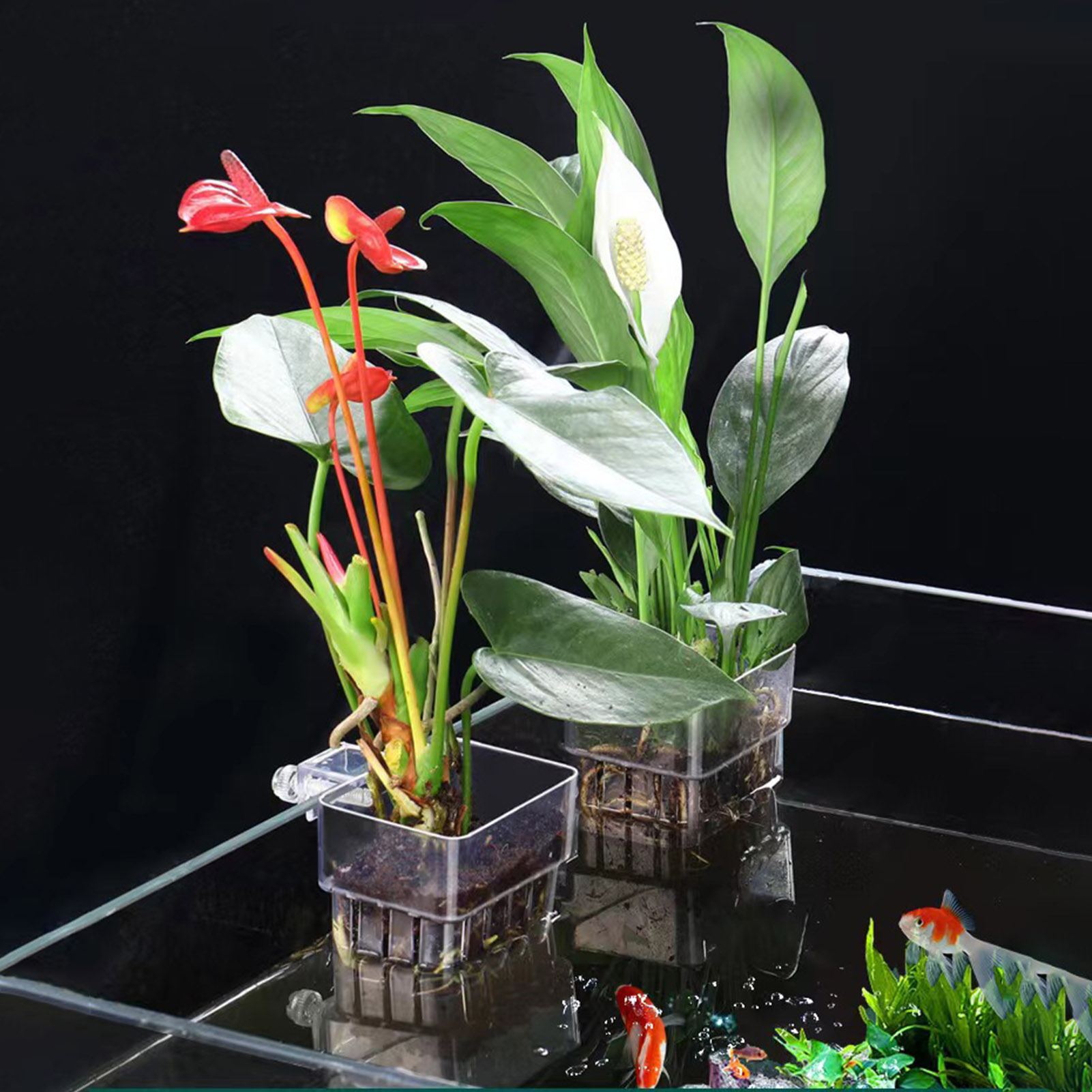Soporte transparente de acríli - Aquarium Plant Holder reseña y precio