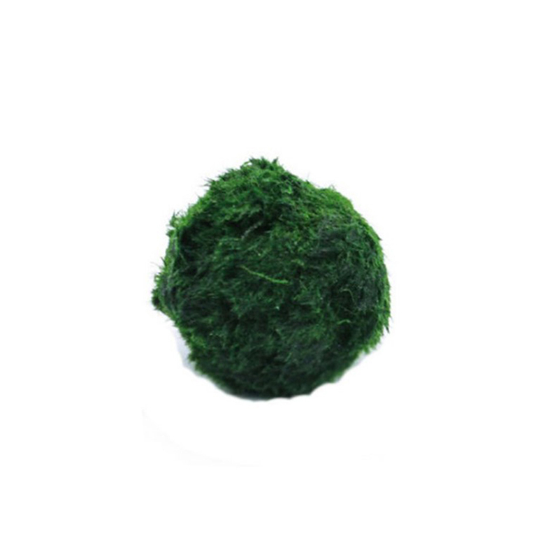 Bolas de musgo Marimo, planta  - Live Plant Aquarium reseña y precio