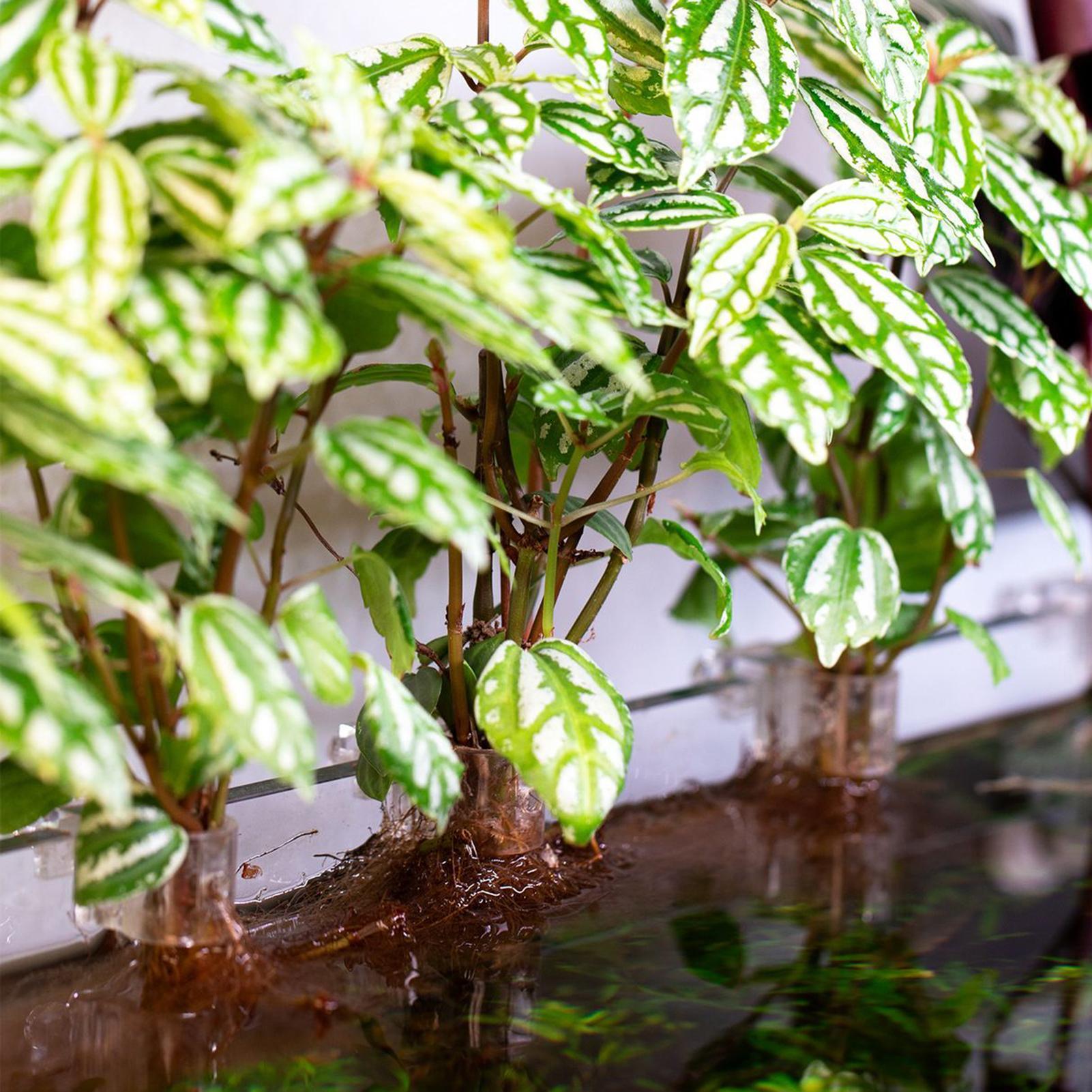 Soportes para plantas de acuar - Aquarium Plants Live reseña y precio