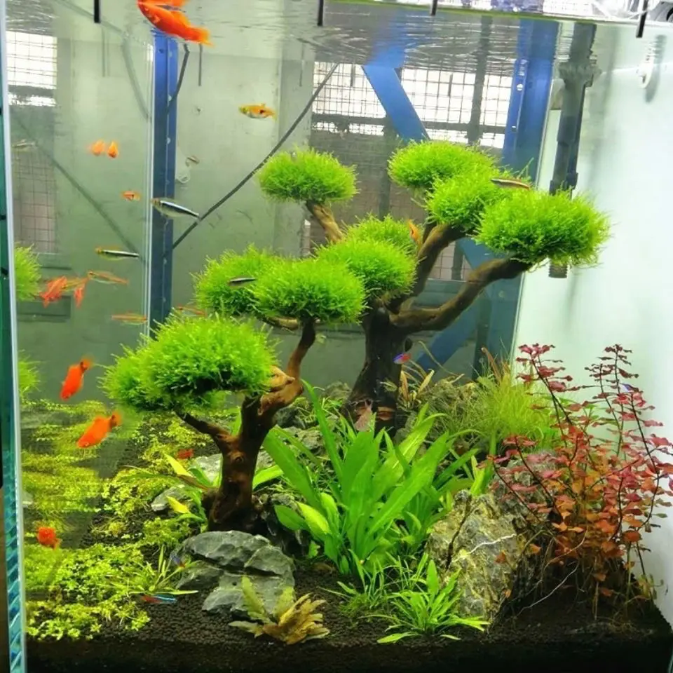 Decoración de paisajismo de ma - Aquarium Plant Substrate reseña y precio