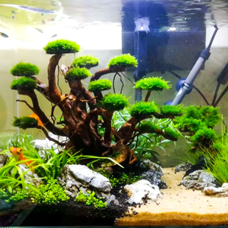 Decoración para Acuarios: Esqu - Aquarium Plant Substrate reseña y precio